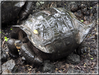 foto Flora e la fauna della Isole Galapagos